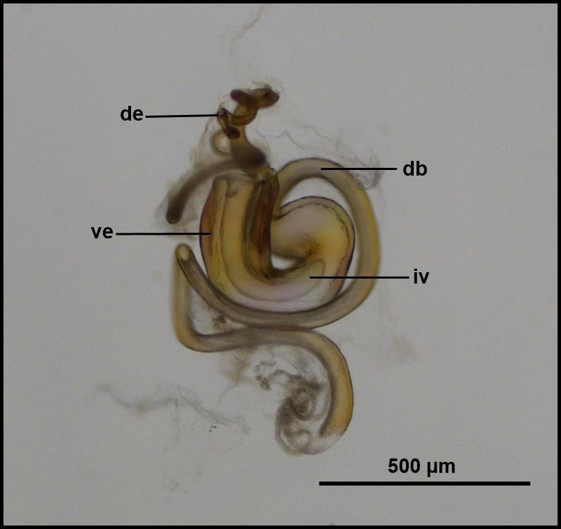 51 Genitália (Figura 30): simples, com subgenitália grande, bilobulada apicalmente e com uma longa projeção voltada para a região ventral do abdome; subgenitália estende-se logo abaixo da margem