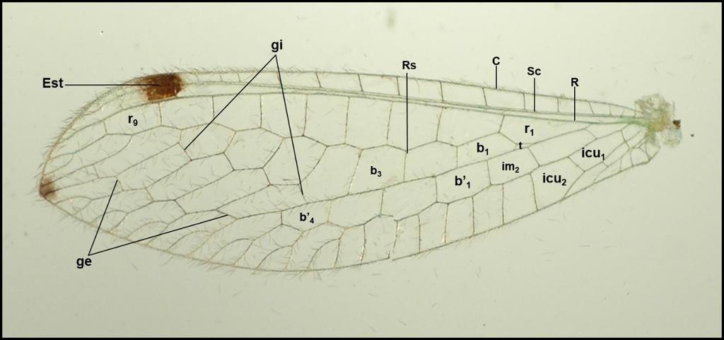 75 com 0,99-1,32 mm de comprimento e 0,37-0,54 mm de largura; célula b 1 com 0,95-1,07 mm de comprimento e 0,52-0,58 mm de largura.