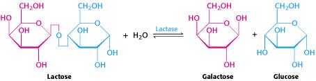 Deficiência da Galactose 1-Fosfato Uridil Transferase mais comum - Provoca retardo mental, hepatomegalia, icterícia, cirrose, atraso no crescimento e catarata formação do Galctitol - Tratamento