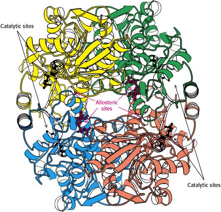 Regulação da Glicólise: Músculo FOSFOFRUTOQUINASE principal Ponto de Controle - Enzima comprometida com a via glicolítica - HEXOQUINASE e PIRUVATO QUINASE atuam sobre metabólitos de