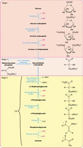 Glicólise Envolve 10 reações enzimáticos Citoplasma 11 metabólitos Dividida em 3 Estágios 1) Investimento - Aprisionamento e