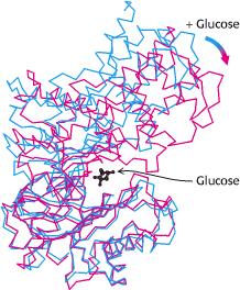 Glicólise: Estágio 1 Aprisionamento de Glicose HEXOQUINASE (n1) no músculo e GLICOQUINASE (n1) no fígado O grupo Pi desloca o equilíbrio para seqüestro celular