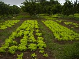 Assim, no caso do alimento orgânico o processo de certificação, previsto pela Lei dos Orgânicos (10.