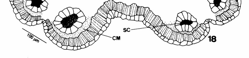 dimensões variáveis e idioblastos secretores. Nesse parênquima ocorrem dois feixes vasculares colaterais, um para cada antera.