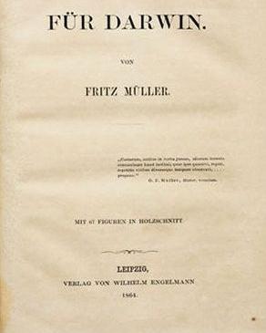 1861 Fritz Müller recebe um exemplar do revolucionário livro de Charles Darwin A origem das espécies, publicado em 1959 (inglês) e traduzido para o alemão.