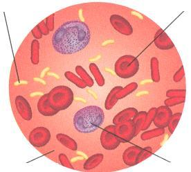 O sangue é constituído por: Plasma, hemácias ou glóbulos vermelhos, leucócitos ou glóbulos brancos e plaquetas.