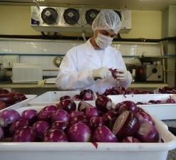 Foto: Natalia Dallocca Berno PRODUTOS MINIMAMENTE PROCESSADOS DE QUALIDADE VI) Operações de corte/fatiamento/descascamento Manual