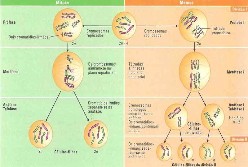 MITOSE E