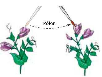 1º Lei de Mendel O trabalho de Mendel 2º Passo: Certificar de que todas as plantas do experimento eram linhagens