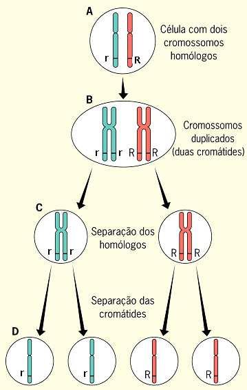 1º Lei de Mendel 1ªLeideMendel Relação:1ªLeieaMeiose O local onde se encontram os genes r e R nos cromossomos denomina-se locus.