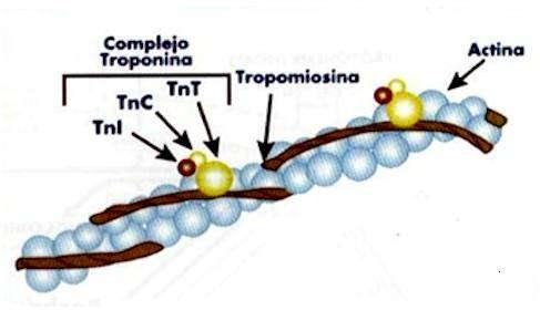 As moléculas de Actina se polimerizam em forma helicoidal formando um filamento chamado