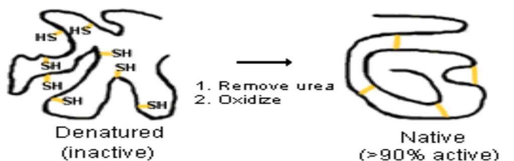 ANFINSEN - Remoção da uréia e Oxidação das cisteínas para formar pontes S-S A Enzima readquiriu sua conformação nativa e recuperou mais de 90% de sua atividade Nota: Se as 8 cisteínas se combinassem