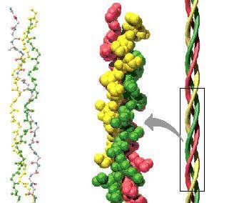 ESTRUTURA DO COLÁGENO O colágeno é um material extracelular fabricado pelos fibroblastos.