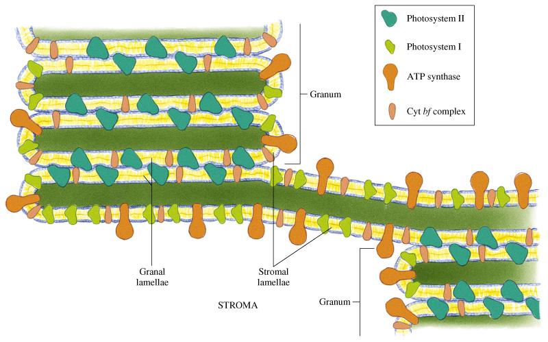 Distribuição dos fotossistemas no cloroplasto Fotossistema I Fotossistema II