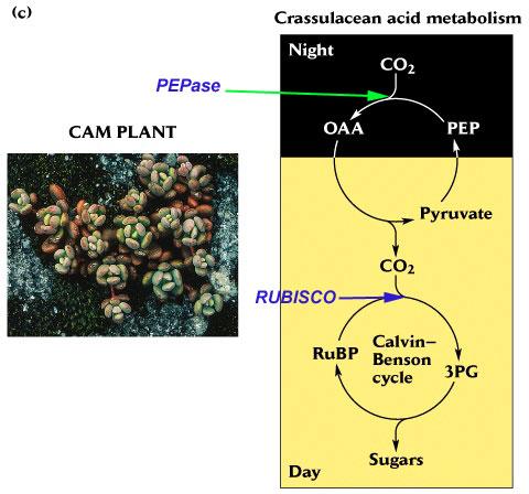 CAM: metabolismo ácido crassuláceo Noite crassulácea Noite Dia piruvato Há 23