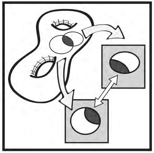 Manifold What is a Manifold? It is a topological space that is locally Euclidean. Equivalently, any object that can be charted is a manifold.