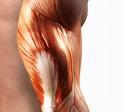 Tecido muscular O músculo é composto primariamente de tecido contráal