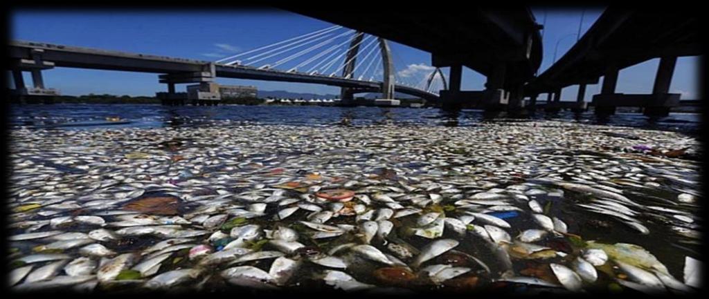 Baías e Enseadas Elevada taxa de poluição Águas oceanas rasas se tornam anóxicas