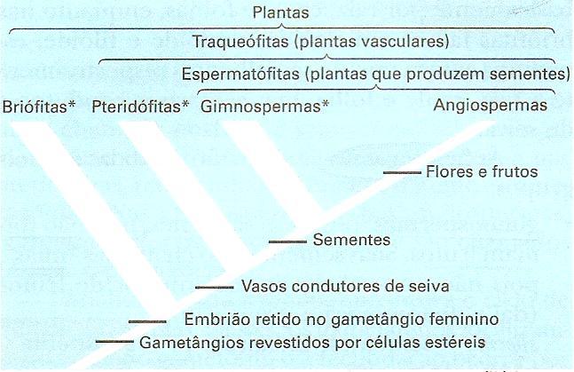 Evolução