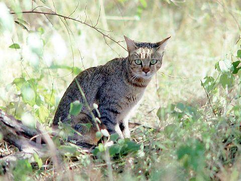 Comportamento felino