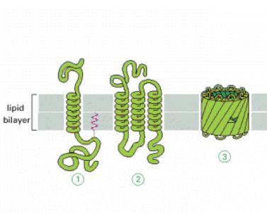 Proteínas Transmembranas-