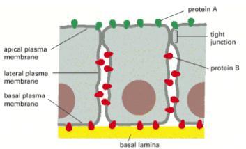 lados da membrana Membranas
