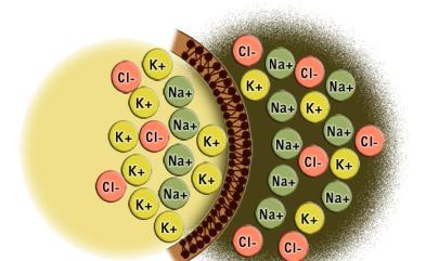 Íons na célula: Na+ e K+ Como a célula mantém