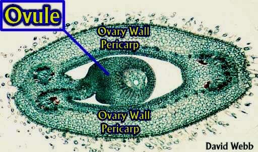 Óvulo Parede do ovário = PERICARPO Sutura do carpelo