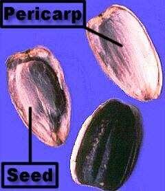 do pericarpo Dois tipos: AQUÊNIO ou