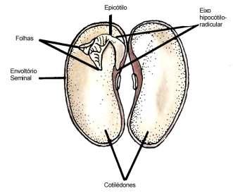 Coleorriza Bainhas fechadas