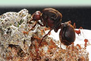 A GRANJA Edição 751 7/2011 O que fazer com as CORTADEIRAS? As formigas cortadeiras são apontadas como as principais pragas de ecossistemas agrícolas e florestais.