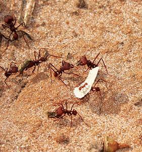 Os formicidas em pó agem por contato, eliminando as formigas de forma mais rápida.