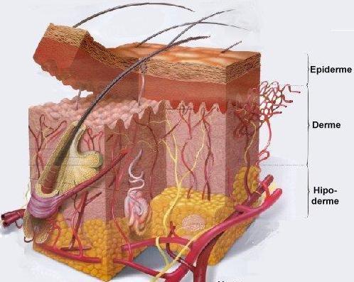 2 A derme, localizada imediatamente sob a epiderme, é um tecido conjuntivo que contém fibras elásticas que conferem elasticidade, fibras colagênicas que conferem resistência, fibras proteicas, fibras