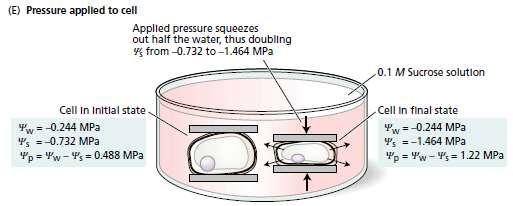 - A água também pode sair da célula em resposta a um gradiente de potencial hídrico Obs.