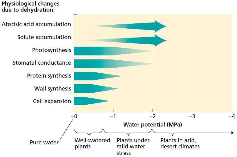 O conceito de potencial hídrico ajuda