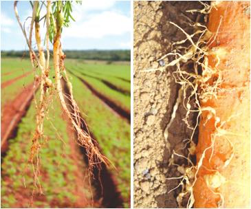 Caracterizam por pequenas lesões irregulares de coloração marrom escura a preta, circundadas ou não por halos cloróticos.