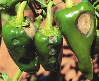 Diagnose e controle alternativo de doenças em tomate, pimentão, cucurbitáceas e cenoura 3 Foto: Leonardo S. Boiteux Antracnose Colletotrichum spp.