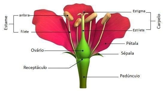 Partes da flor: Pedúnculo ou pedicelo liga a flor ao caule. Sépalas folhinhas verdes embaixo das pétalas. Formam o cálice. Tem um papel de sustentação. Pétalas formam a corola.