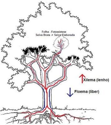 permitir o cruzamento de uma planta com outra.