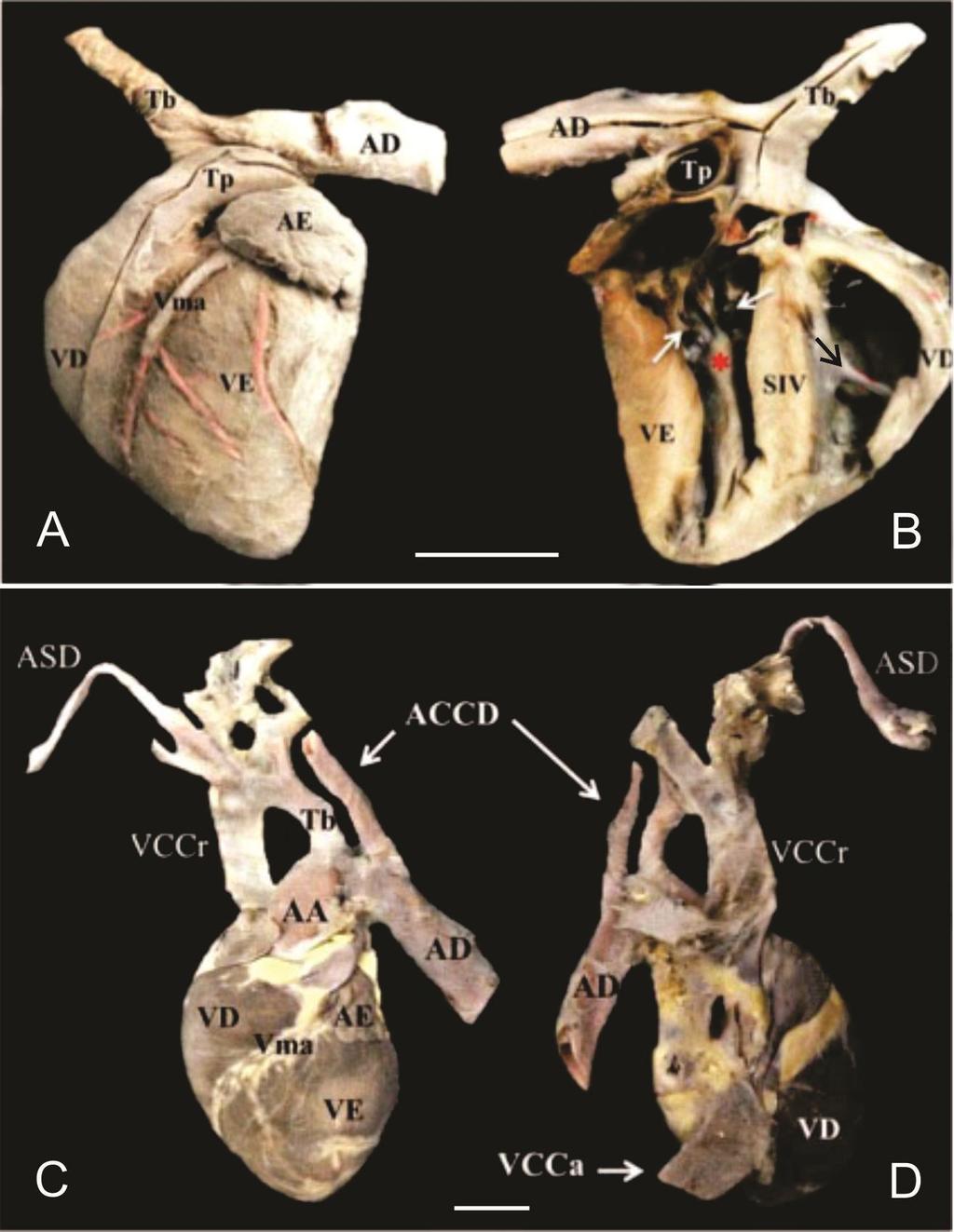 Figura 1. Fotografias do coração de Procyon cancrivorus. A; vista auricular esquerda. B; vista ventral em corte coronal. C; vista ventral e D; vista dorsal.