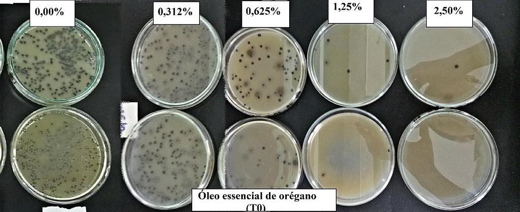 94 Figura 03 Ação do óleo essencial de orégano frente à bactéria Staphylococcus aureus