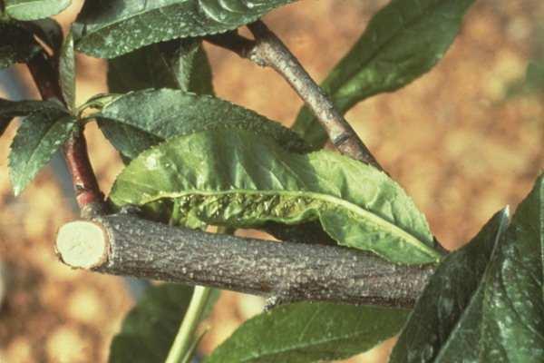 Amigos, sobre os excrementos açucarados que são espalhados na planta, ocorre o