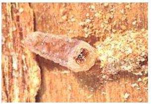 As larvas possuem a coloração branco-amarelada e escavam sua própria galeria