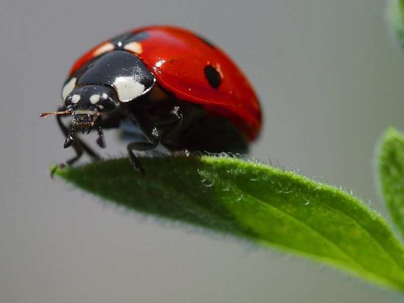 Ou seja, vocês devem conhecer esses inimigos naturais, pois vocês também vão contar na