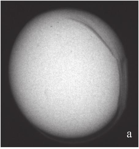 DANOS POR UMIDADE E RAIOS X EM SEMENTES DE SOJA 131 FIGURA 2. Imagem de semente obtida por meio do teste de raios X, sem dano por umidade (a), originando uma plântula normal (b). FIGURA 3.