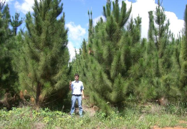 PRINCIPAIS ESPÉCIES DE PINUS PLANTADAS PINUS: taeda, elliottii, caribaea - var.hondurensis, caribaea-var.caribaea,caribaea var. bahamensis, oocarpa, maximinoi, patula, tecunumanii.