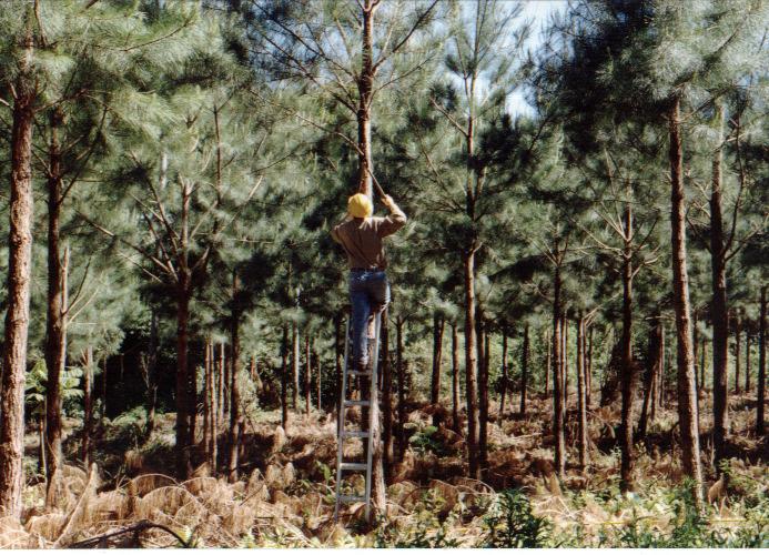 SISTEMAS DE MANEJO MAIS EMPREGADOS PARA PINUS Rotação: 14 a 21 anos