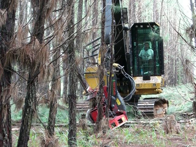 mecanizadomecanizado- feller buncher Desbaste mecanizado