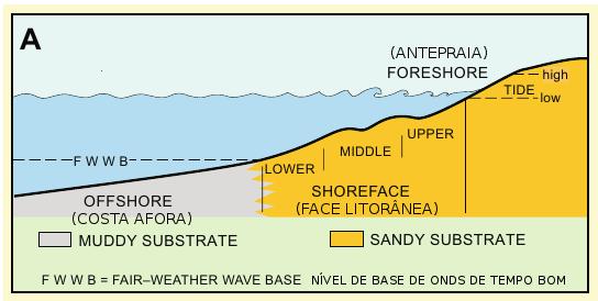 Plataformas clásticas em margens continentais são área de baixa declividade localizadas entre o nível de base de ondas de tempo bom, que pode variar entre 2 e 25 m de profundidade, e a quebra entre a
