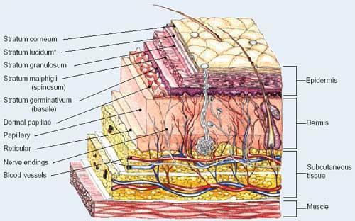 O suporte de cuidados da pele para peles irritadas e inflamadas é uma das medidas mais importantes para a prevenção e tratamento do eczema e da pele sensível. Dermatology. 2009 Jan 21. Figura 2.